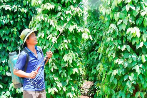 Vực dậy sau 'cú sốc' hồ tiêu-Kỳ cuối: Tiếp sức cho vùng 'thủ phủ' hồ tiêu phát triển bền vững