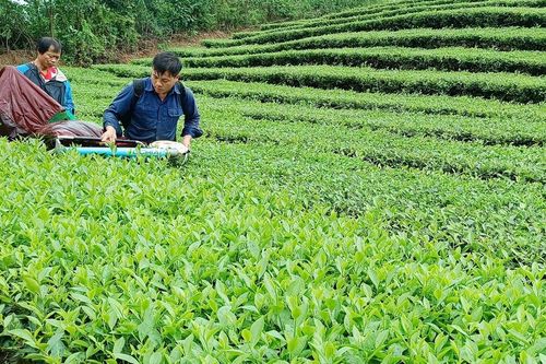 Người trồng chè trong tỉnh thu hơn 350 tỷ đồng từ bán chè búp tươi