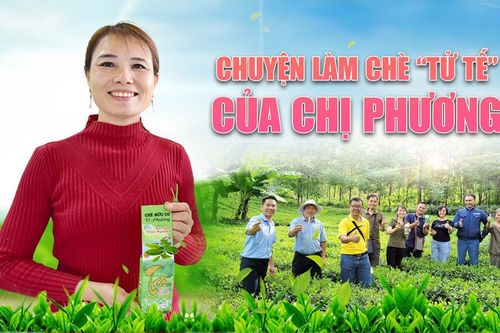 Chuyện làm chè 'tử tế' của chị Phương