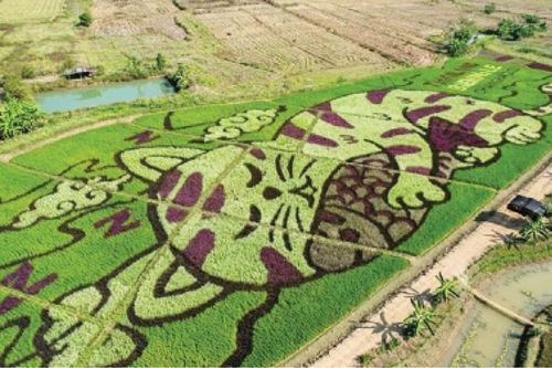 Thái Lan: Độc đáo người dân trồng lúa với tạo hình mèo nghệ thuật