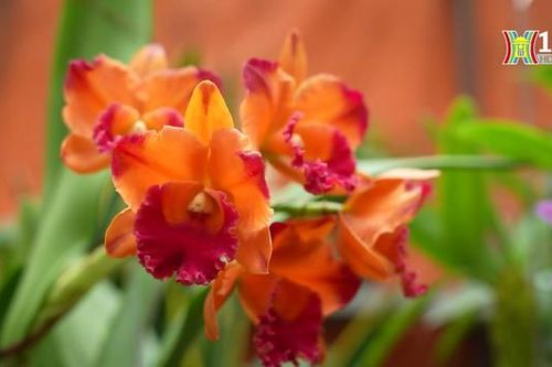Thú chơi hoa Lan của người Hà Nội