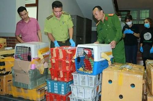 Bắt giữ 2 xe ôtô chở hơn 1.800 cá thể động vật hoang dã