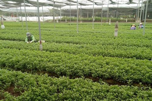 Huyện Đông Anh duy trì các vùng sản xuất rau an toàn
