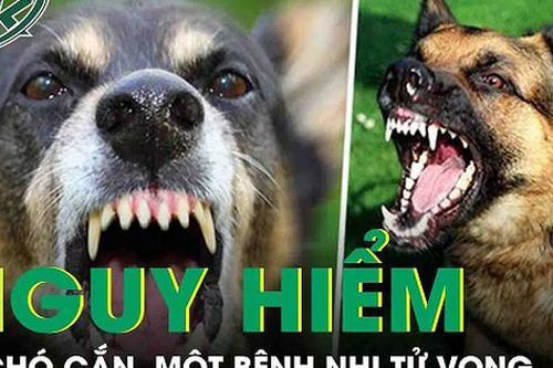 Bốn người trong nhà bị chó cắn, một trẻ tử vong sau ba tháng