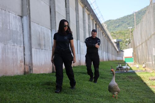'Đặc vụ ngỗng' canh gác nhà tù ở Brazil