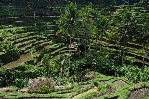 Indonesia tạm dừng kế hoạch 'thả muỗi'