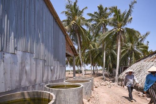 Trụ vững trong 'cơn lốc' biến đổi khí hậu