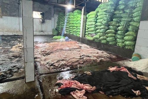 Phát hiện một cơ sở đang sơ chế gần 4 tấn da bò bốc mùi hôi thối