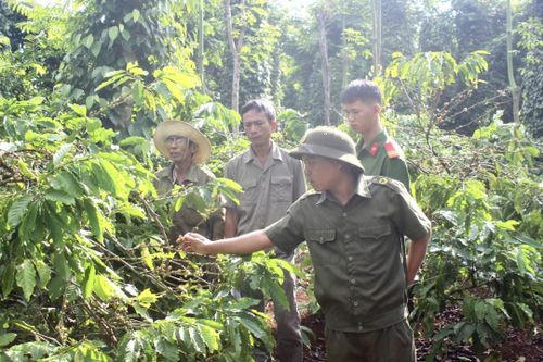 Cùng nông dân bảo vệ mùa vụ thu hoạch cà phê