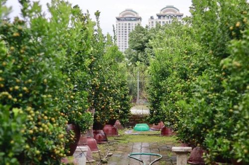 Thủ phủ quất Tứ Liên chuyển sắc vàng, tất bật vào vụ Tết