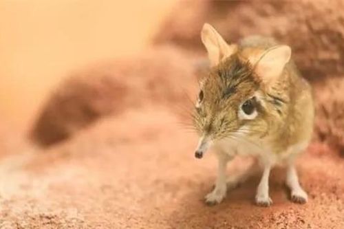 Bí mật 'voi tí hon' mất hút nửa thế kỷ bỗng tái xuất kỳ diệu