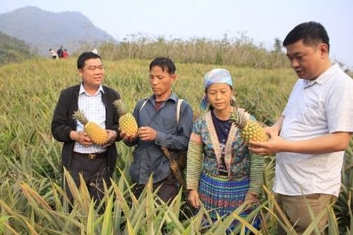 Phát triển kinh tế bằng các mô hình hiệu quả