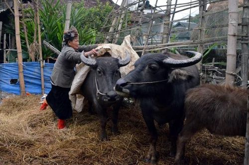 Chủ động triển khai các biện pháp ứng phó với rét đậm, rét hại