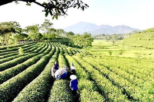 Tuyên Quang: Ngành nông nghiệp cải thiện môi trường đầu tư kinh doanh để thu hút đầu tư