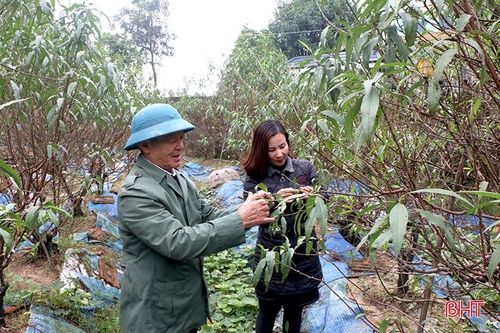 Các làng hoa ven đô Hà Tĩnh tất bật vào vụ tết