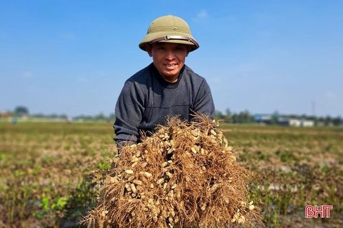 Nông dân Nghi Xuân 'vượt rét' thu hoạch lạc thu đông