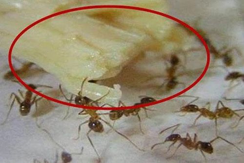 Nếu nhà bạn có kiến, hướng dẫn bạn 5 cách đuổi kiến đi, vừa an toàn vừa hiệu quả