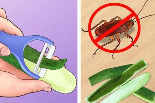 Không cần dùng hóa chất nguy hiểm, đây là 5 mẹo giúp đuổi côn trùng khỏi ngôi nhà của bạn
