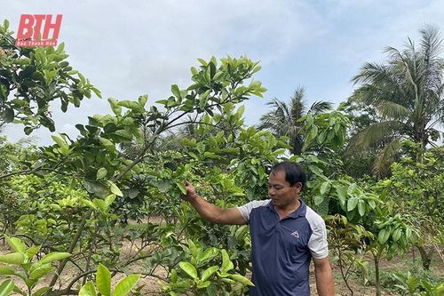 Chú trọng phát triển kinh tế vườn hộ