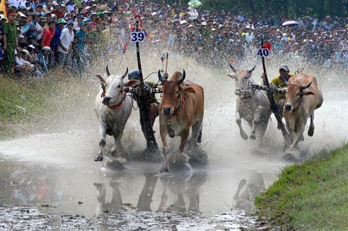 Nâng cao năng lực nhận diện di sản văn hóa 'Hội đua bò Bảy Núi'