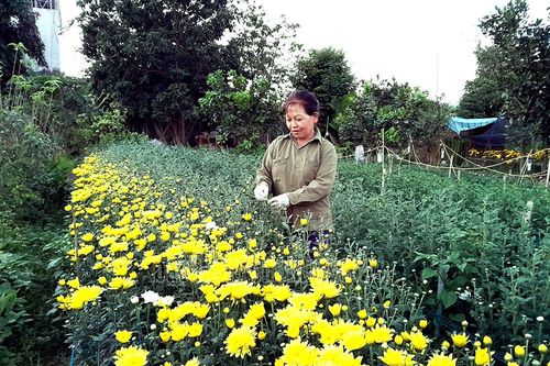 Làng hoa Thanh Hưng tất bật vào vụ tết