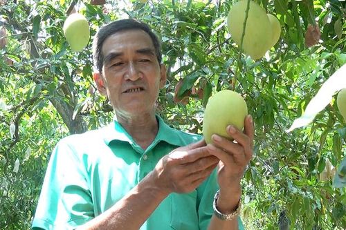 Ngành hàng Xoài phát huy vai trò chủ lực trong tái cơ cấu nông nghiệp