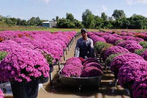 Nông dân Sa Đéc phấn khởi vụ hoa Tết năm 2024