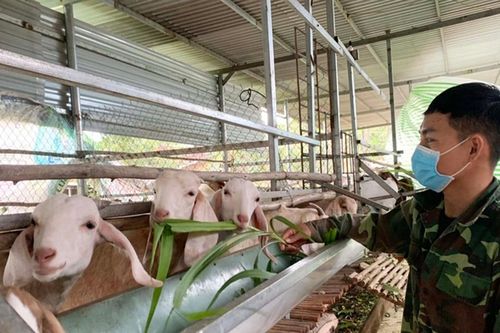 Dê rớt giá, người chăn nuôi ở Gia Lai gặp khó