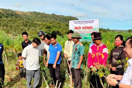 Phú Thiện nhân rộng giống mì sạch bệnh