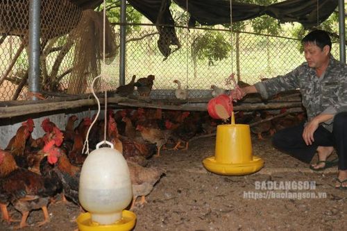 Hỗ trợ chăn nuôi theo tiêu chuẩn VietGAP: Nâng cao chất lượng sản phẩm