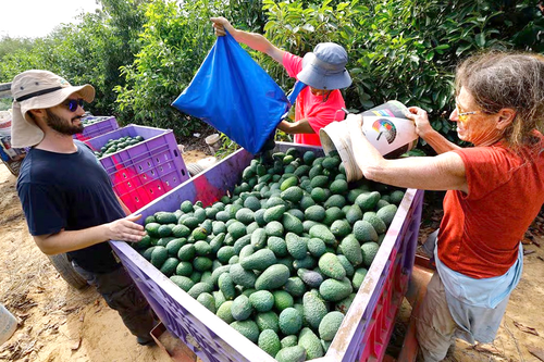 Cuộc khủng hoảng trên các trang trại ở Israel