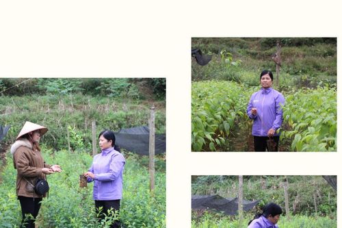 Chi hội trưởng làm kinh tế giỏi