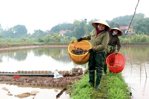 Phát triển thủy sản theo hướng nâng cao giá trị