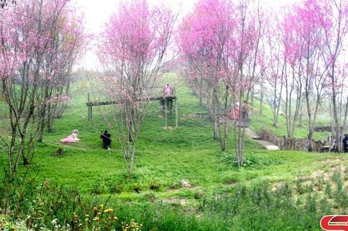 Rực rỡ sắc hoa trên Pha Đin top