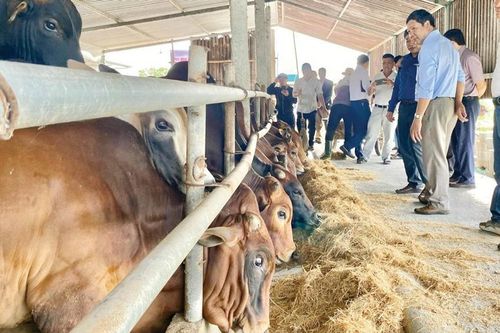 Chế biến rơm làm thức ăn vỗ béo bò