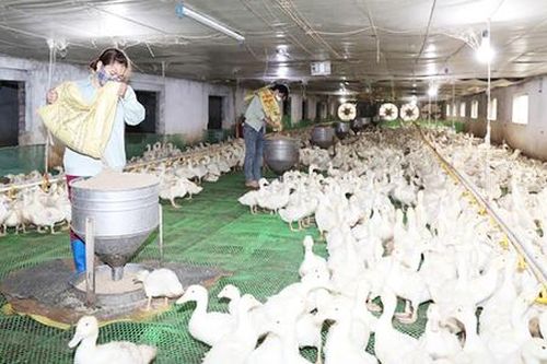 Mạnh dạn thay đổi tư duy sản xuất, nông dân Hiệp Hòa ngày càng 'ăn nên, làm ra'