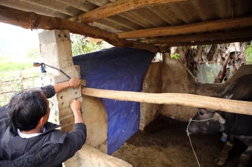Các địa phương ứng phó với rét đậm, rét hại kéo dài