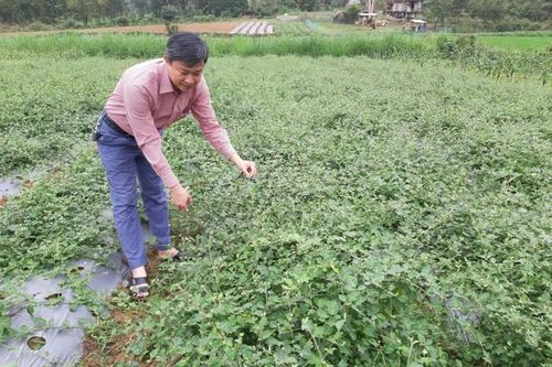 Đồng hành cùng nông dân trồng và phát triển dược liệu giúp xóa đói giảm nghèo, vươn lên làm giàu