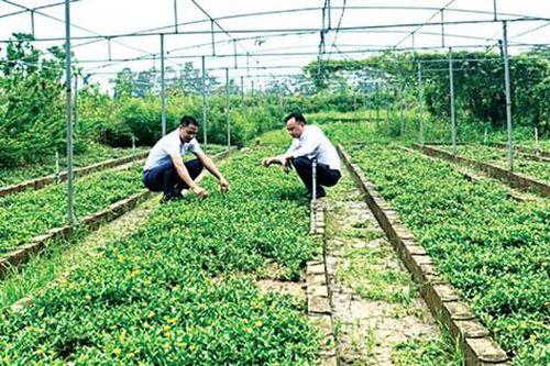 Đưa công ty phát triển lên tầm cao mới khi chuyển đổi từ cây lương thực sang trồng dược liệu
