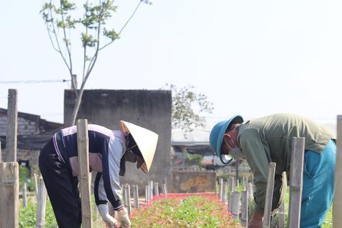 'Vựa hoa' lớn nhất xứ Thanh chạy đua với Tết