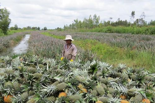 Nông dân trồng khóm lãi lớn ngày giáp Tết