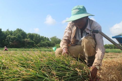 Nông dân Sóc Trăng kỳ vọng vụ hành tím sớm