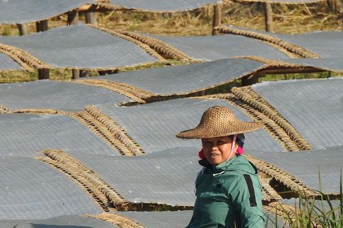 Mùa miến Tết ở Bình Liêu