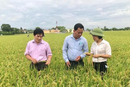 Sửa Luật Trồng trọt để phát triển ngành giống cây trồng hiệu quả, bền vững
