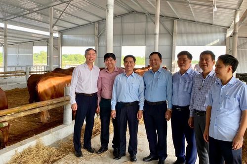 Hà Nội hỗ trợ tỉnh Quảng Trị phát triển đàn bò chất lượng cao