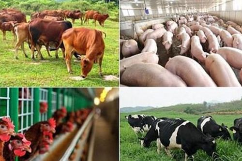 Định hướng phát triển chăn nuôi bền vững năm 2024