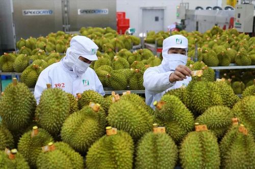 Không có việc Trung Quốc yêu cầu nộp giấy chứng nhận đăng ký và phí khi nhập khẩu nông sản
