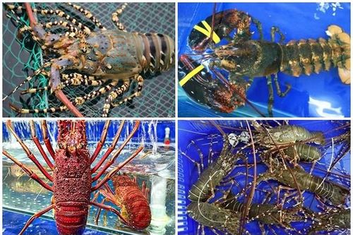 4 loại tôm hùm đắt đỏ được ưa chuộng tại Việt Nam