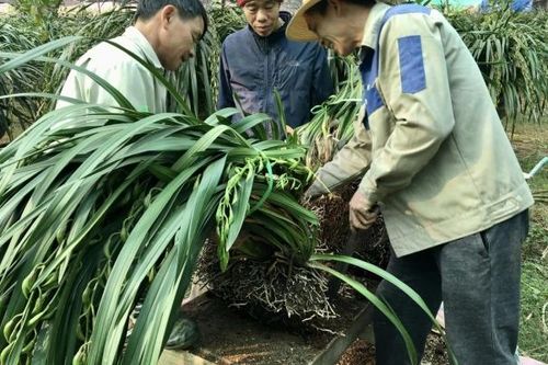 Hàng vạn chậu hoa địa lan Sa Pa đã xuống phố đón Tết