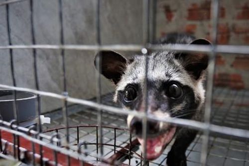'Đột nhập' trại nuôi chồn hương tiền tỷ, lớn nhất Hà Tĩnh